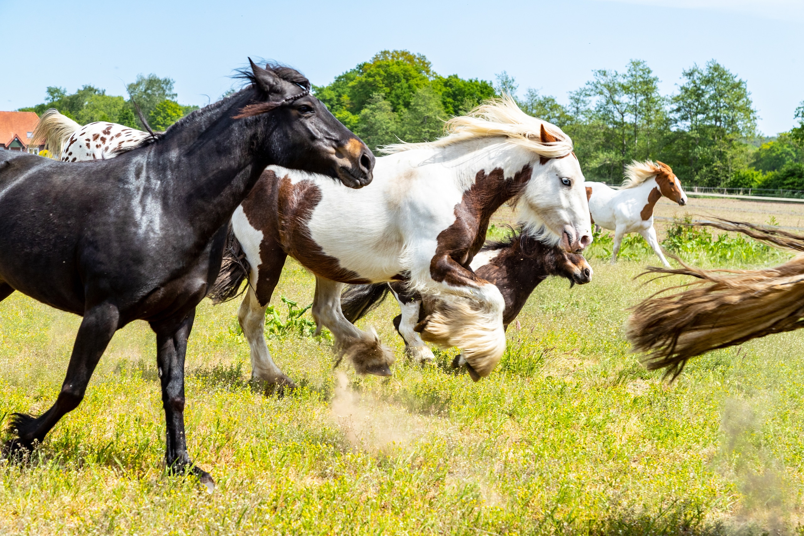 Auf der Weide galoppiert eine Herde Pferde durchs hohe Gras; ein dunkles Pferd läuft neben einem weiß-braun gescheckten Artgenossen.