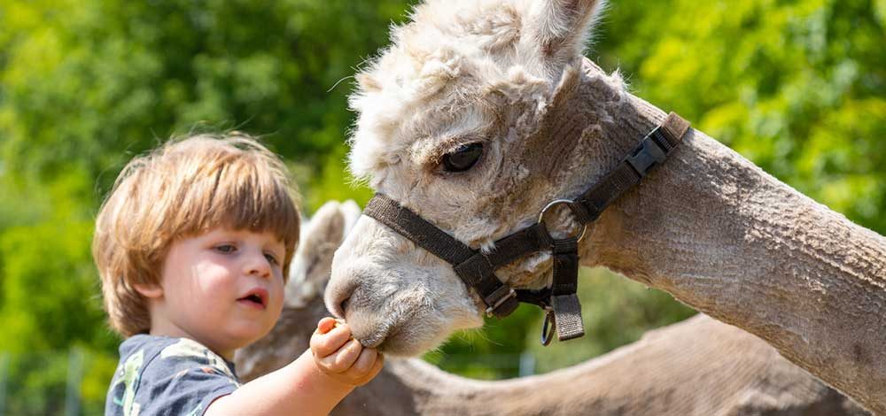 Familienhotel Gut Landegge im Emsland: Kind füttert Alpaka im Streichelzoo